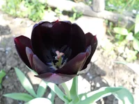 DSCN1143q.webp