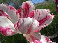DSCN1146q.webp