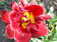 DSCN1157q.webp