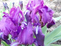 DSCN1159q.webp