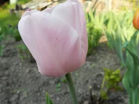 DSCN1162q.webp