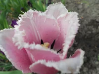 DSCN1163q.webp
