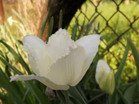 DSCN1164q.webp