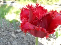 DSCN1172q.webp