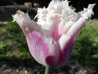 DSCN1174q.webp