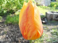 DSCN1175q.webp