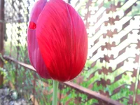 DSCN1177q.webp