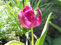 DSCN1184q.webp