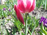 DSCN1183q.webp