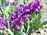 DSCN1076q.webp