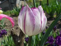 DSCN1077q.webp