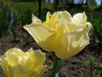 DSCN1078q.webp