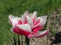 DSCN1079q.webp