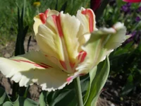 DSCN1081q.webp