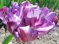 DSCN1082q.webp