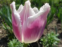 DSCN1084q.webp
