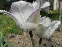 DSCN1085q.webp
