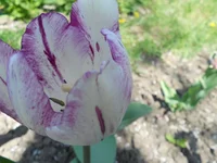 DSCN1089q.webp