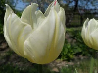 DSCN1090q.webp