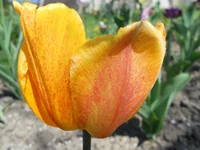 DSCN1091q.webp
