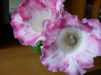  514.webp
