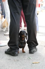 205.webp