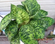 DSCN8370.JPG
