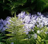 .webp