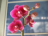 IMG_0526.webp