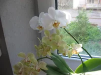 IMG_0560.webp