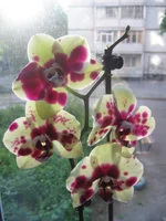 IMG_0569.webp