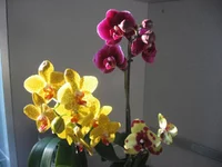 IMG_0573.webp