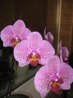 IMG_0591.webp