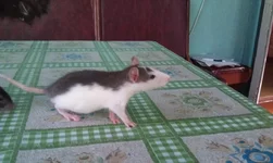 IMAG0231.webp