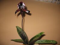 IMG_0011.jpg