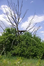 IMGP3115.jpg