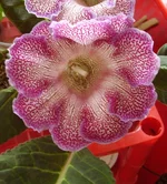  метель 2.webp