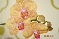 DSC_0097.webp