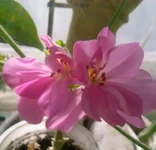  розовая 2.webp