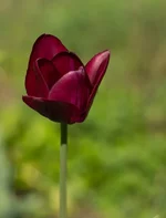DSC00003.webp