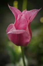 DSC00117.webp