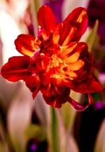 DSC00142-3.webp