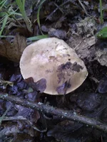 IMG_20120518_060221.webp