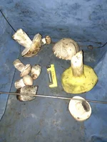 IMG_20120518_090840.webp