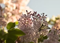 DSC00059.webp