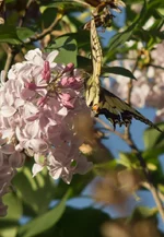 DSC00073.webp