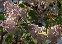 DSC00076.webp