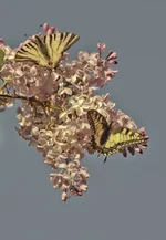 DSC00071.webp