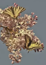 DSC00071-2-2.webp