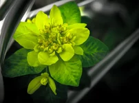 DSC00107.webp